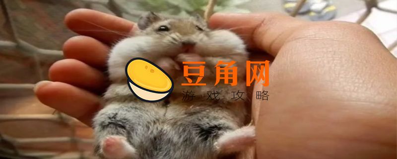仓鼠丢了最多藏多少天(图1)