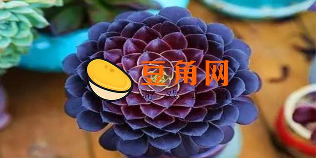 圆法师值得培养吗(图1)