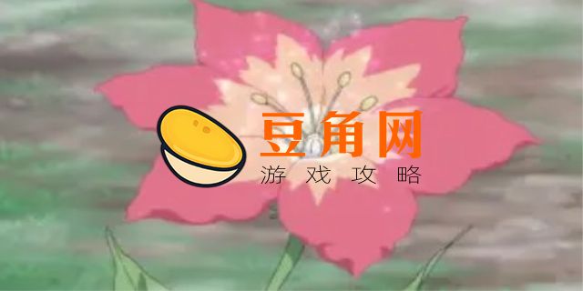 葛拉西蒂亚花有什么用(图1)